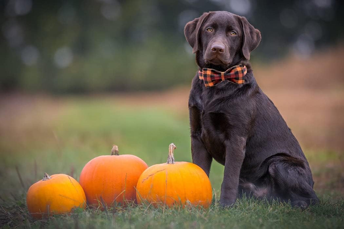 Elegant Little Tail Dog Collar with Bow, Bowtie Dog Collar, Adjustable Fall Dog Collars for Small Medium Large Dogs