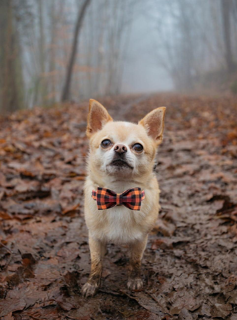 Elegant Little Tail Dog Collar with Bow, Bowtie Dog Collar, Adjustable Fall Dog Collars for Small Medium Large Dogs