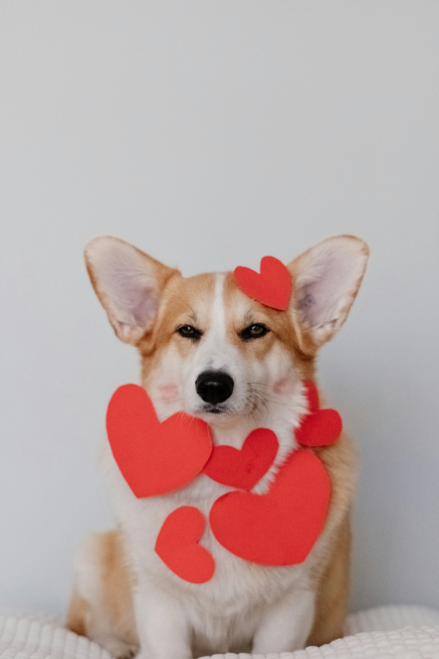 Pet Apparel & Grooming